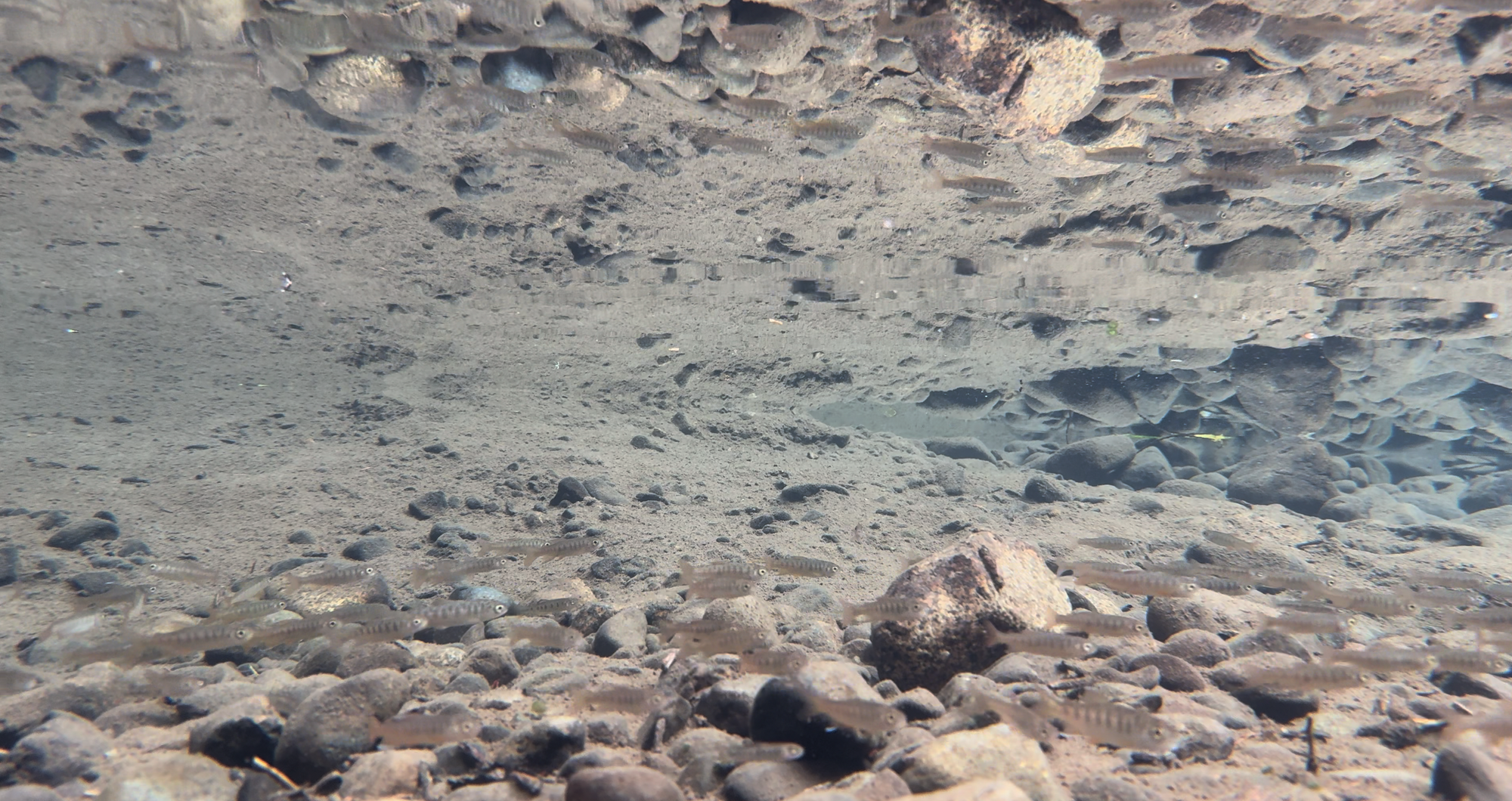 Coho salmon fingerlings swimming in a shallow pool. The pool is so shallow that the creek bed is reflected on the surface of the water in half of the frame.